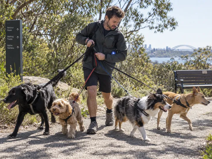 Dog walker unable to answer phone while managing multiple dogs