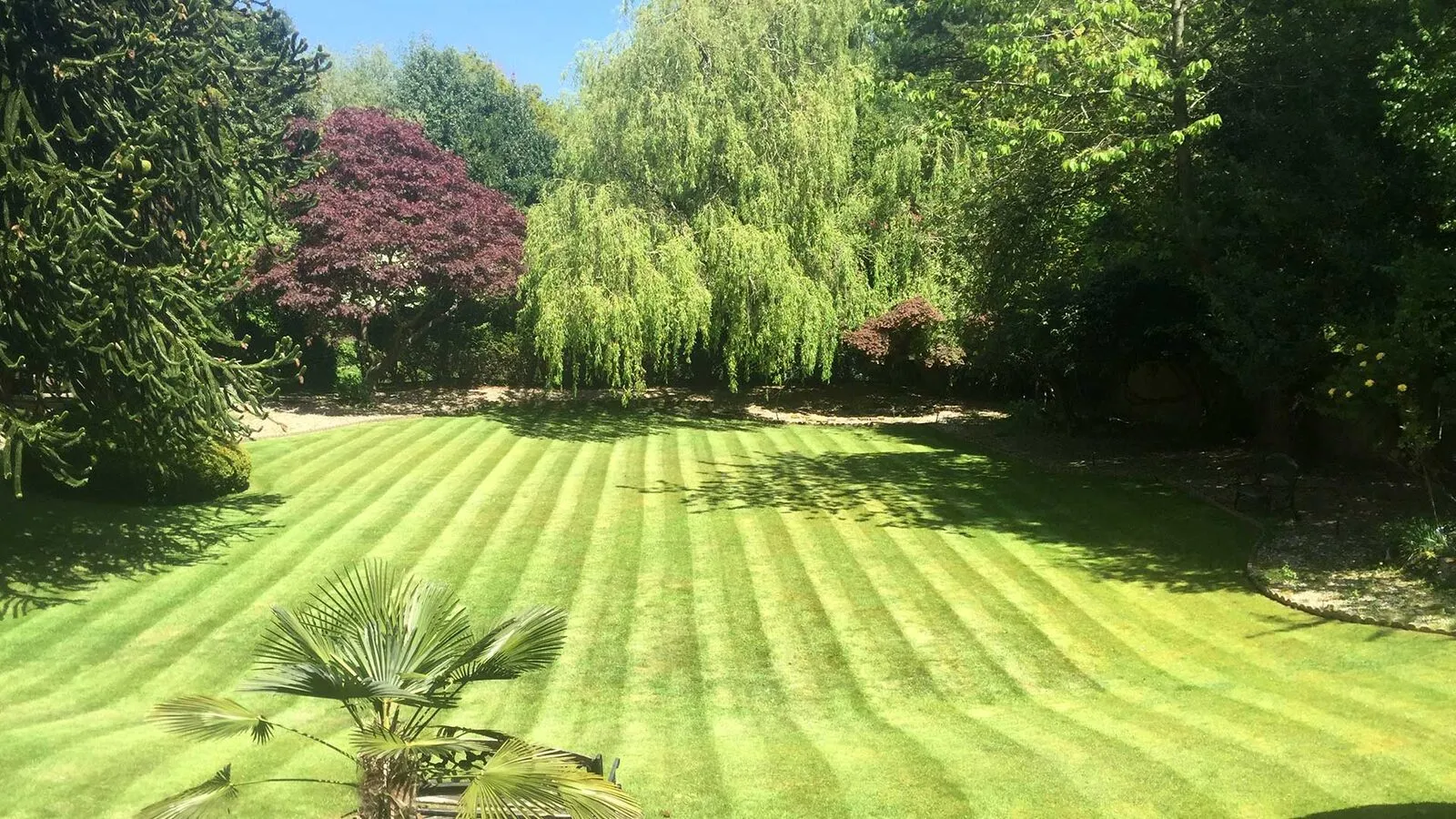 A freshly striped lawn and willow tree in a garden kept by Green Gardeners