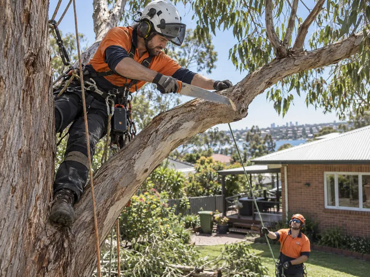 Arborist working at height while AI handles incoming call