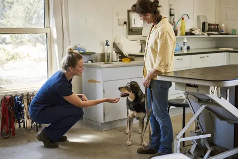 A vet crouching to greet a dog with its owner in the clinic.