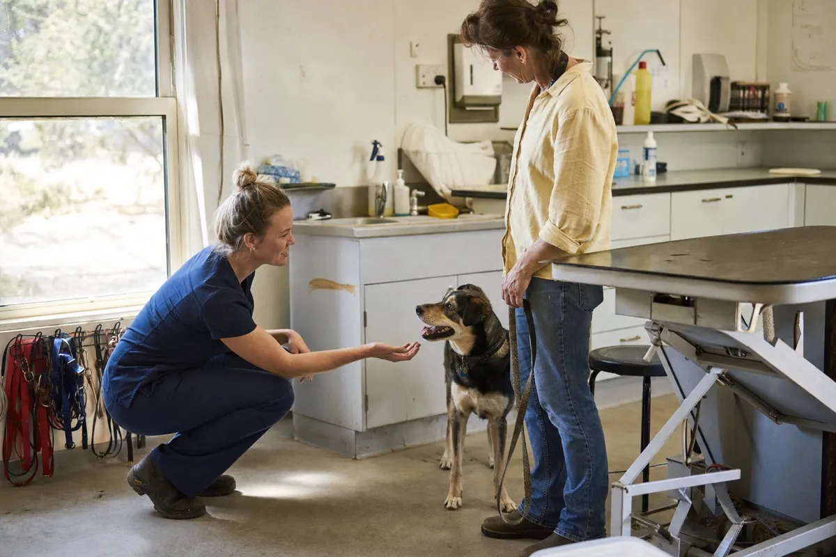 A vet crouching to greet a dog with its owner in the clinic.