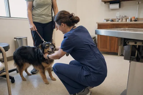 A vet crouching to greet a dog with its owner in the clinic.