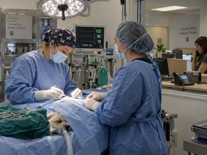 Veterinary calls being handled by AI while veterinarian is in surgery