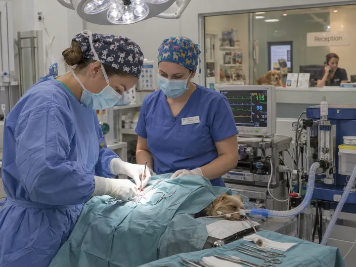 Veterinary calls being handled by AI while vet is in surgery