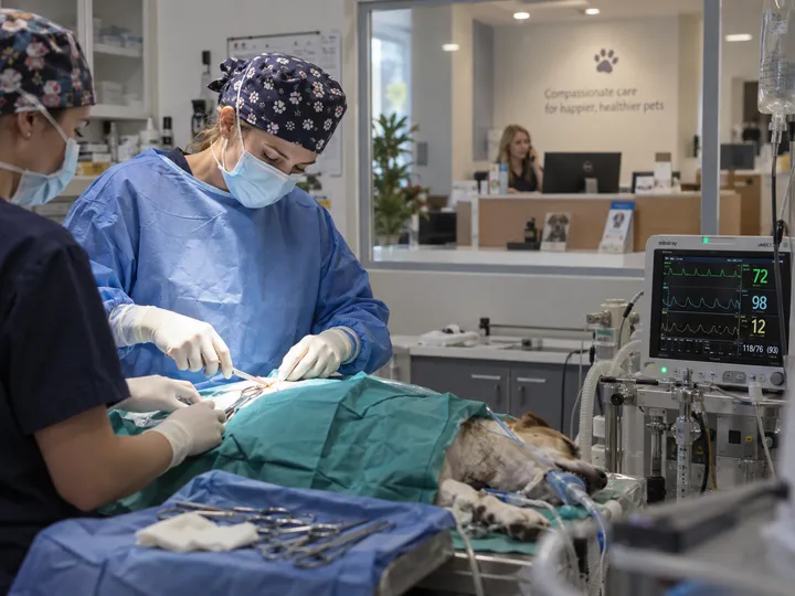 Veterinary calls being handled by AI while vet is in surgery